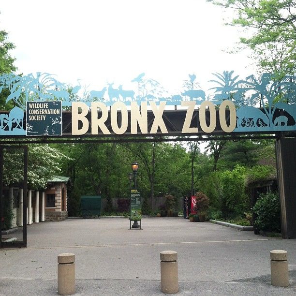 17 Best images about Bronx, New York