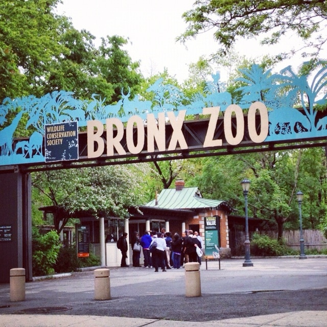 bronx zoo!