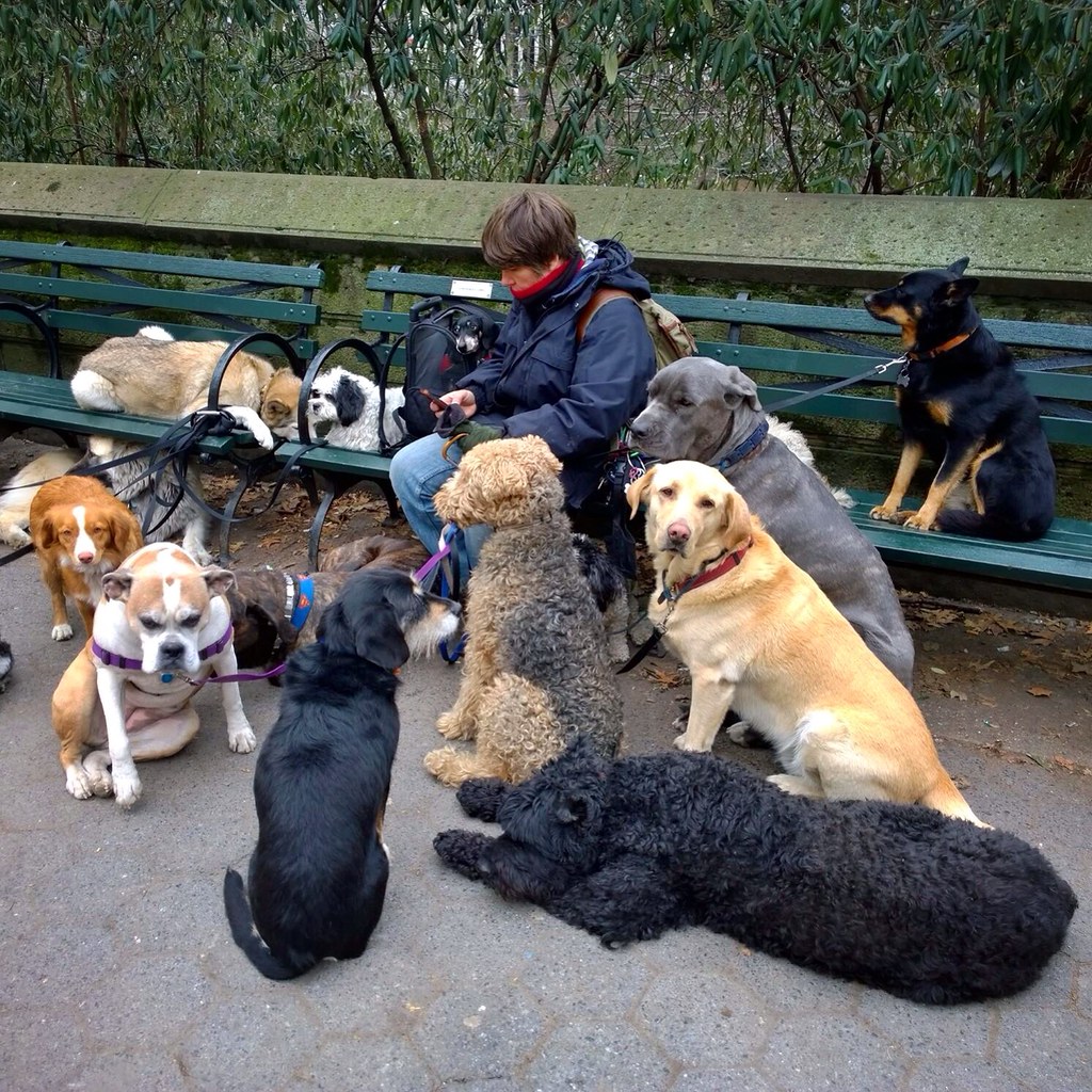 Dog Walker, Central Park, NYC