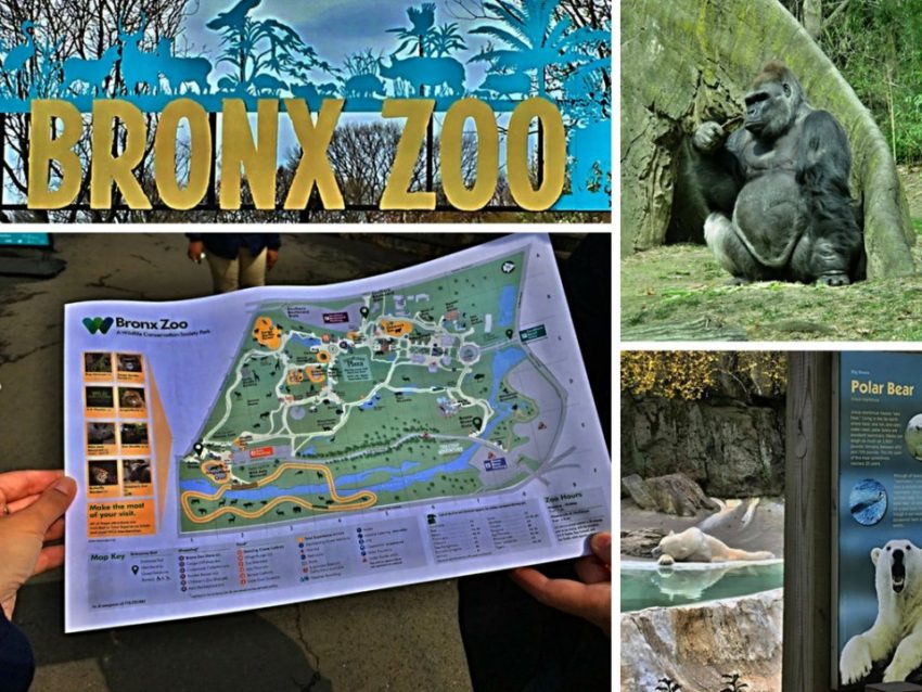 Mezi lvy a gorilami v ZOO v Bronxu