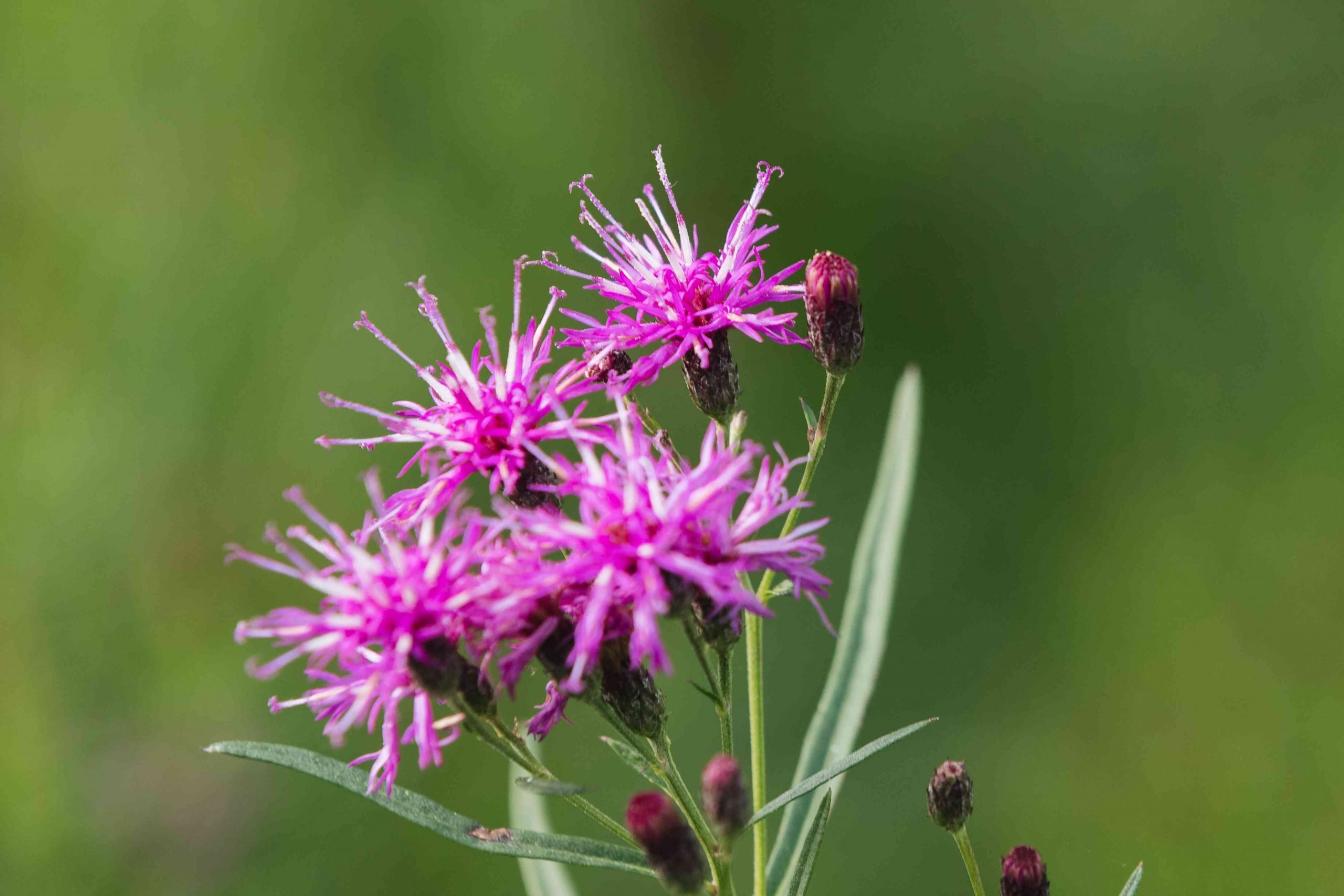 New York Ironweed Plant: Care and Growing Guide