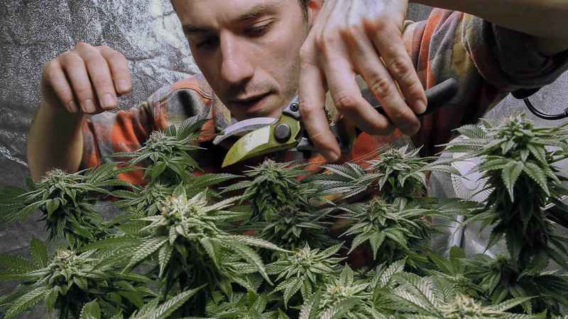 New York lawmakers agree to legalize recreational ...