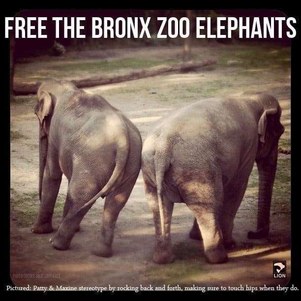 Petition · Send Your Elephants to Sanctuaries! · Change.org
