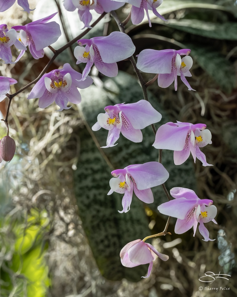 Pink Orchids â Sherry Felix â port4u