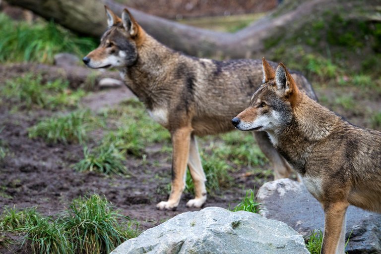 Red Wolves Need Emergency Protection, Conservationists Say ...