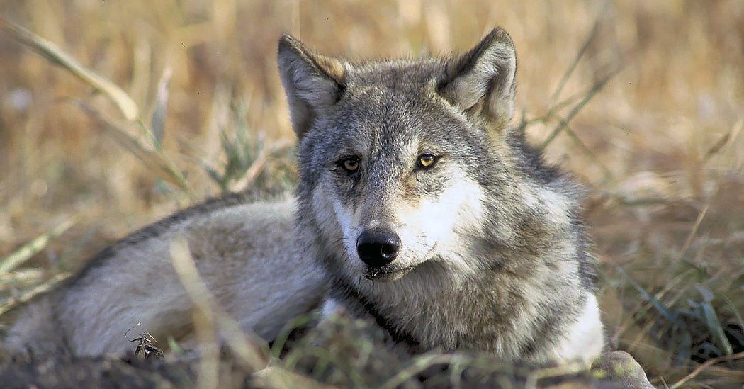 Rewilding Missing Carnivores May Help Restore Some ...
